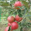 早生りんご、収穫中