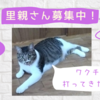 【保護猫｜里親さん募集中】藤子ちゃん😺ワクチン接種〈佐世保発〉