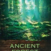 古代の森　ANCIENT FOREST