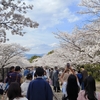 【京都】桜の名所を散策　哲学の道→蹴上インクライン【2024年】