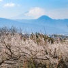 【珍道中】春到来！曽我梅林の梅〜梅まつり編