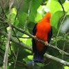 アンデスイワドリ(Andean Cock-of-the-rock)