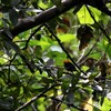 キガシラマイコドリ(Golden-headed Manakin)