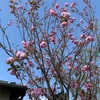 庭に穴掘る孫の来て八重桜（あ）