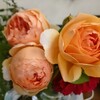私の薔薇物語〜ジュードジオブスキュア