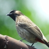 Red-vented Bulbul シリアカヒヨドリ(インドの鳥その３)