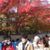 紅葉狩り　東福寺へ