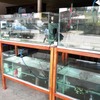 観賞魚店