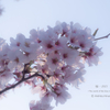 桜・2021⑤