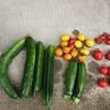 今日の収穫（2014.07.14）ハートトマト初収穫