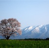 桜の季節 (山形・岩手)