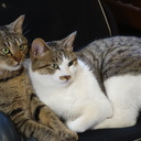 るっこら猫ブログ