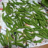 スナック豌豆、今季初収穫