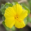 ハワイ州の花、マオハウヘレ Ma'o hau hele 