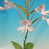 Habenaria Jiaho Yellow Bird `Flamingo'