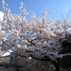 桜が満開です。