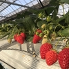 完熟いちご🍓狩り情報　４月１３日(火)開園日です‼️💕🍀