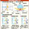 ７０代、８０代に多い腰痛　腰部脊柱管狭窄症とは