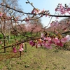 権現堂の河津桜は？