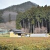 赤沢富士・鶏足山🧚‍♀️ミツマタの小径
