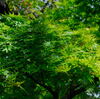 紅葉はまだ緑