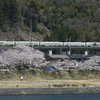 鉄道撮影　桜　中央線　藤野－上野原
