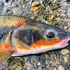 多摩川の春魚 マルタウグイをルアーで釣ってみよう ２０２２年