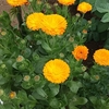 今日は曇り、風は少々？朝方１７℃、日中は２３℃？