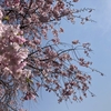【新型コロナ対策の適度な運動】散歩がてらに桜を見てきた