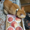 にゃんこのおやつは🍑