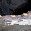 国後島・瀬石に打ち上げられたマッコウクジラ　推定80歳　死因は老衰か　クリル自然保護区の研究者らが調査  