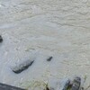 台風一過の渓流釣り