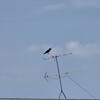 カラスもかなり暑そう