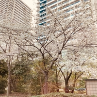 ビル街と桜