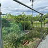 弦もの野菜と果樹の生育状況とメンテナンス