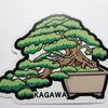 ▼　香川県　第５弾-松盆栽　▲