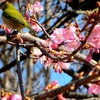 #河津桜#代々木公園