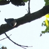 アカハシゴジュウカラ Velvet-fronted Nuthatch 