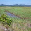  不自然な自然再生事業　−宍道湖でのヨシ植栽