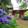 大雄山最乗寺！魅惑のアジサイ寺と開成町あじさい祭り！！