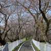 「そば道場」桜🌸を見ながらのそば打ち、楽しみます・・・