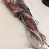 ★「烏賊」★