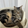 眠気MAXなにゃんこ🐱