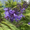 熱海で見ごろの花　今がチャンスです