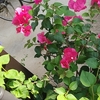 今日の日中は晴れ？夕方は雨！気温早朝２６℃、日中は３４℃？