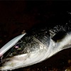 西尾店 矢作川水系 シーバス 釣果情報 ！ ＆ 決算セールご案内　！