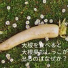 【研究エッセイ】大根を食べたら大根臭おしっこが出るのはなぜか？