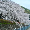 また桜見に…〔菊池公園裏〕