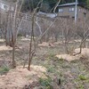 三迫のブルーベリー園の剪定開始　ハトと野の花