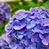 【写真】紫陽花の写真撮ってみた　簡単キレイ
